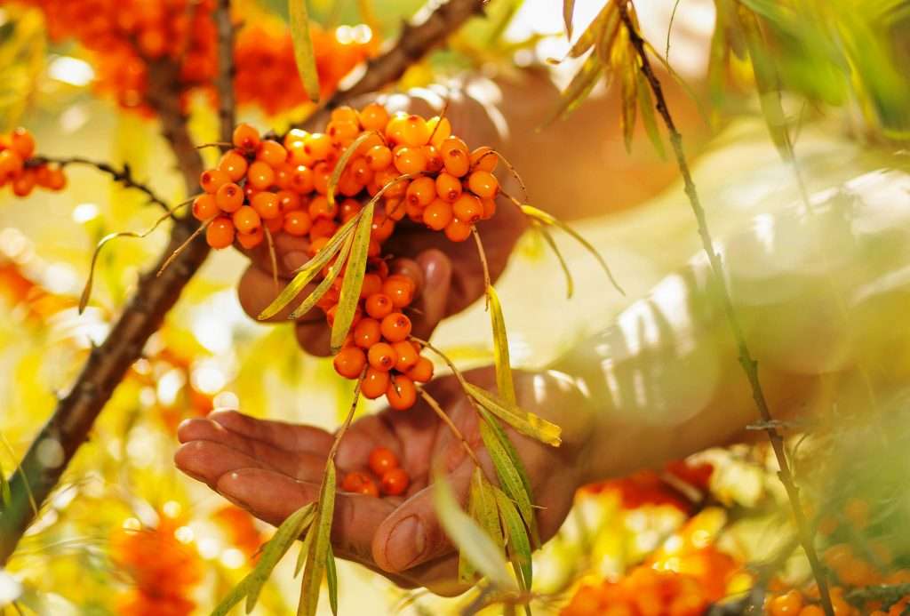 Sea buckthorn