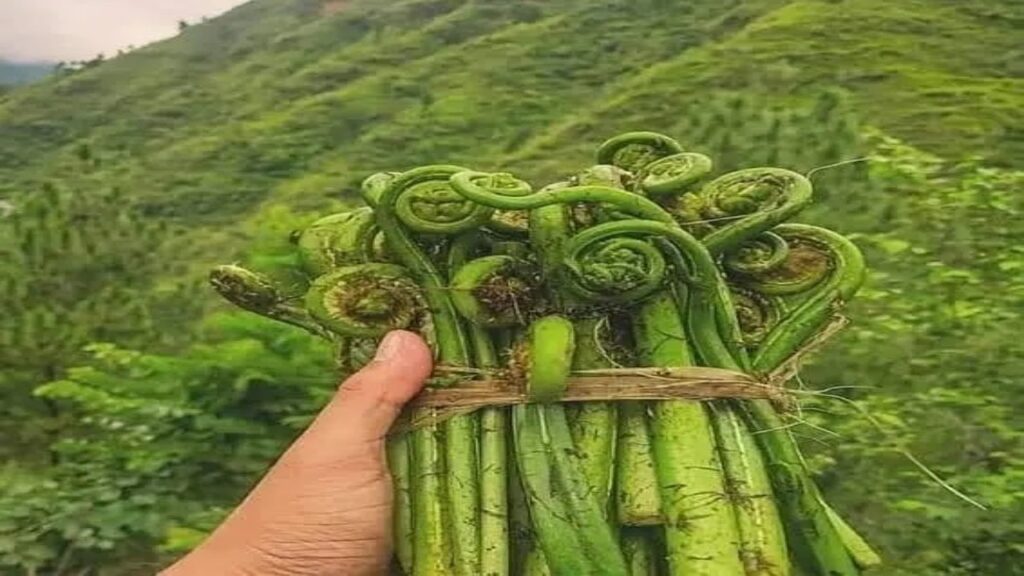 हिमाचल की जंगली सब्जी लुंगडु ।