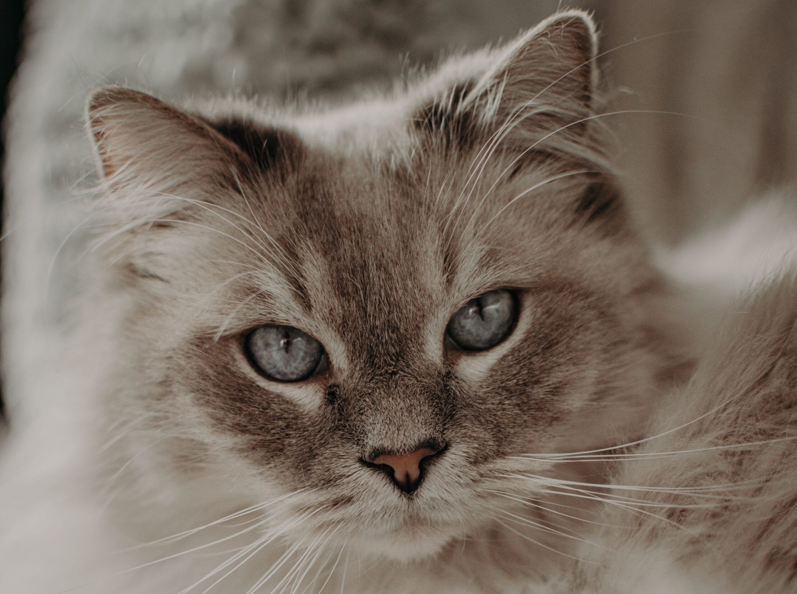 International Cat Day_pexels